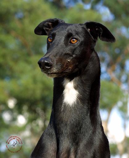 Greyhound 9R022-146.JPG
